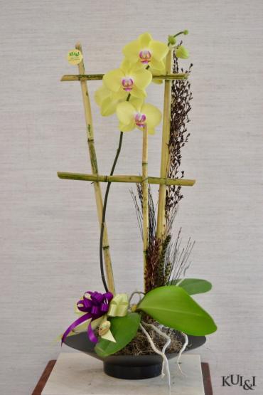 Yellow Orchid Planter