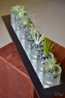 Air Plant Centerpiece