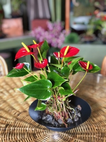 Anthurium Rock Planter