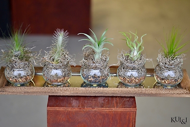Air Plant Centerpiece 2