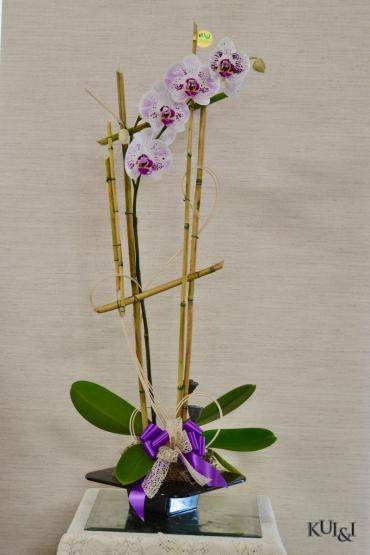 Phalaenopsis Orchid Plant (Single Spike)