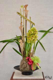 Cymbidium Plant