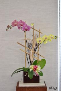 Orchid Planter