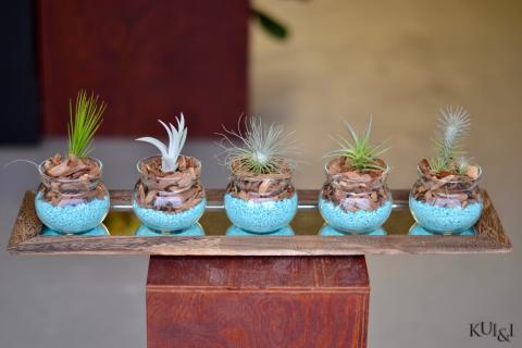 Air Plant Centerpiece 3